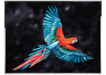 Picture of Parrot